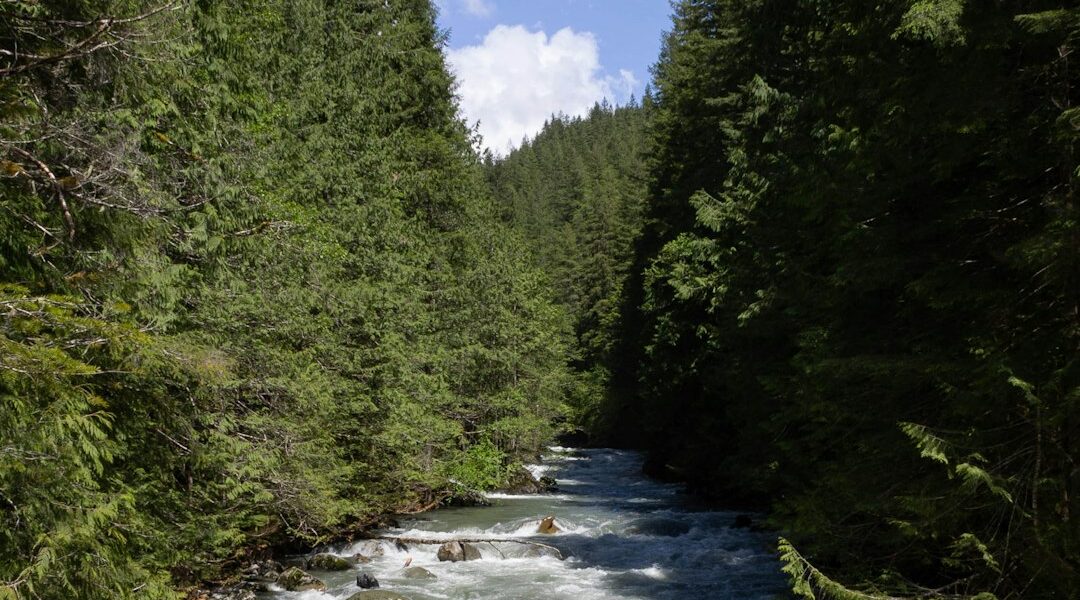 paddleboard Snoqualmie River Washington moving water forested banks