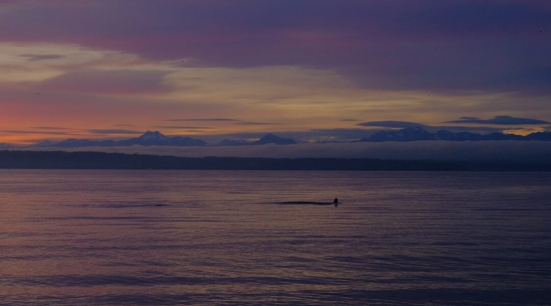 paddleboard Golden Gardens Seattle sunset Olympic Mountains Puget Sound