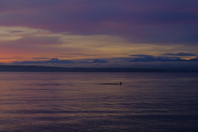 paddleboard Golden Gardens Seattle sunset Olympic Mountains Puget Sound